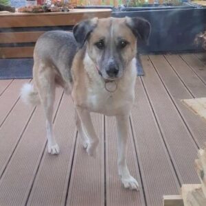 Marley (Pelle) in 55494 Rheinböllen - vermittelt