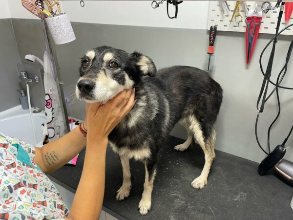 GIGI - reserviert Tierhilfe Lebenswert DR (19.09.) - vermittelt – Bild 2