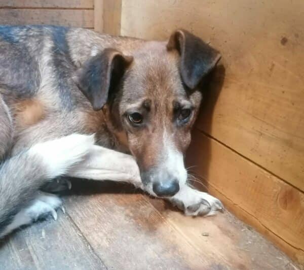 MILAS - Notfall - super dünn, komplett entkräftet, resigniert - seit mind. Anfang 2017 im Shelter - ausgereist zur Tierhilfe Lebenswert – Bild 2