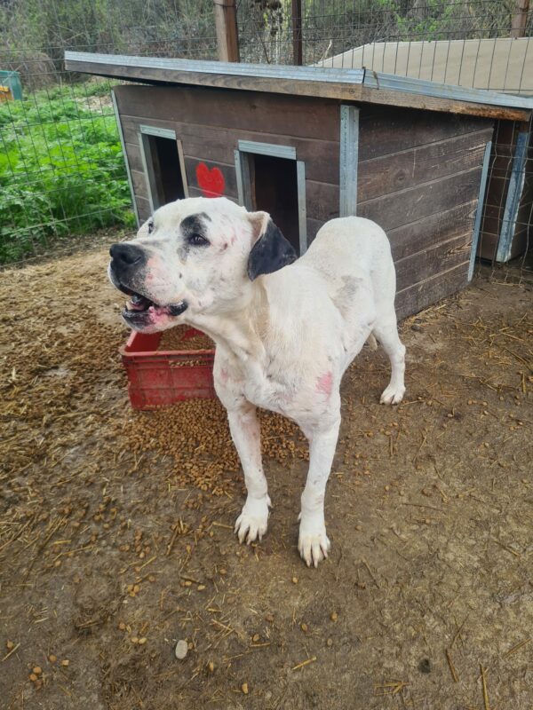 SHANAYA (♀) - verbleibt in Campina – Bild 2