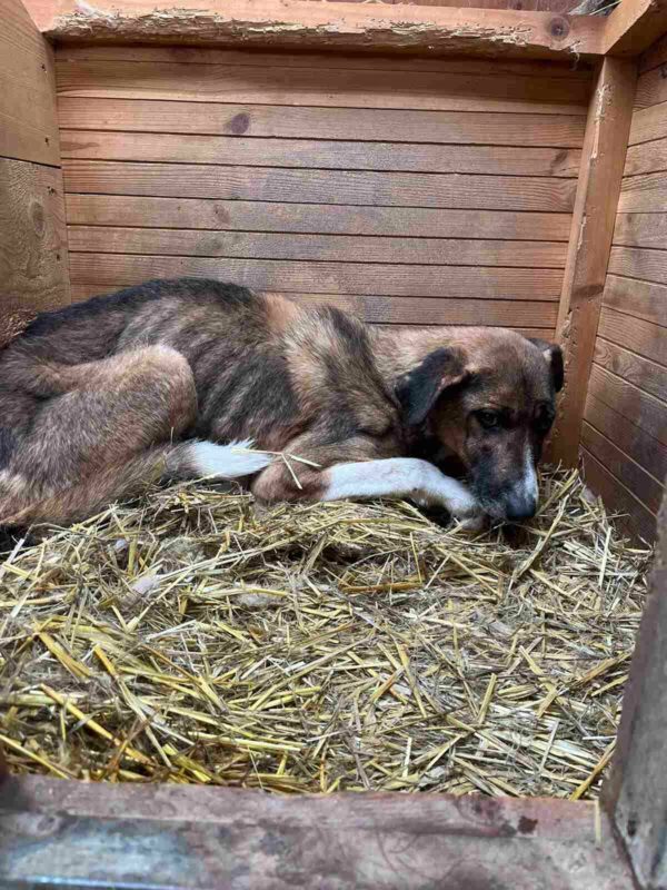 MILAS - Notfall - super dünn, komplett entkräftet, resigniert - seit mind. Anfang 2017 im Shelter - ausgereist zur Tierhilfe Lebenswert