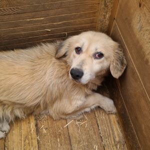 JANNA - ausgereist zur Tierhilfe Lebenswert