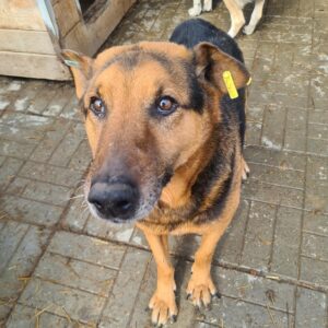 AKITO - schwache Hinterhand - reserviert Betty vermittelt