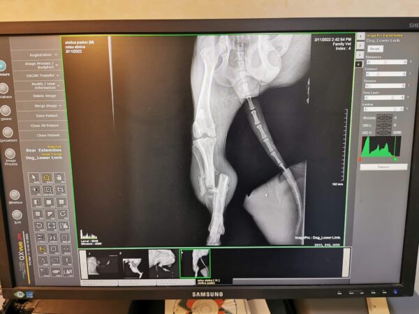 RUFIE (♂) - baut extrem ab und leidet - sollte dringend reisen - vermittelt Betty – Bild 2