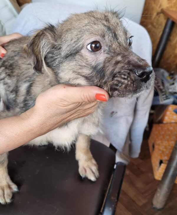 TINA - reserviert Tierhilfe Lebenswert DR (29.03.) - vermittelt – Bild 3