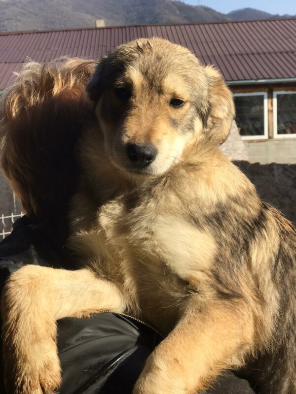 WILLOW - reserviert Alexandra vermittelt – Bild 2