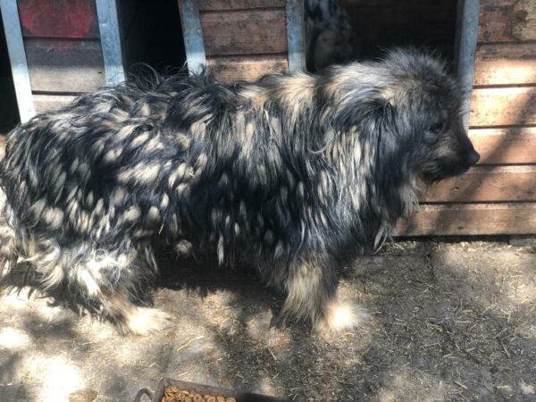 LILIA - reserviert Silke vermittelt – Bild 8