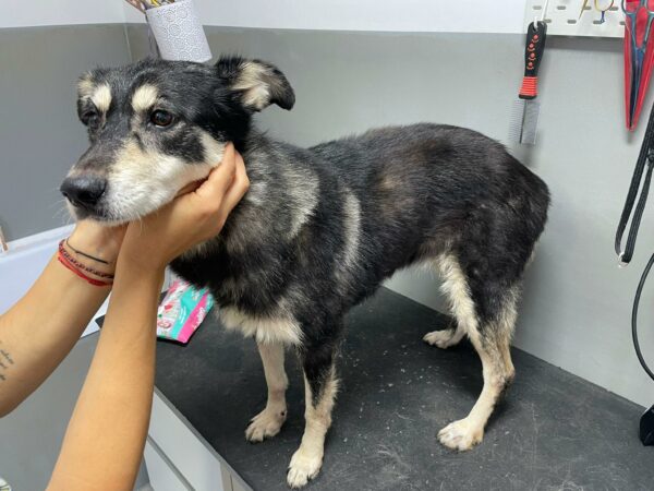 GIGI - reserviert Tierhilfe Lebenswert DR (19.09.) - vermittelt – Bild 3
