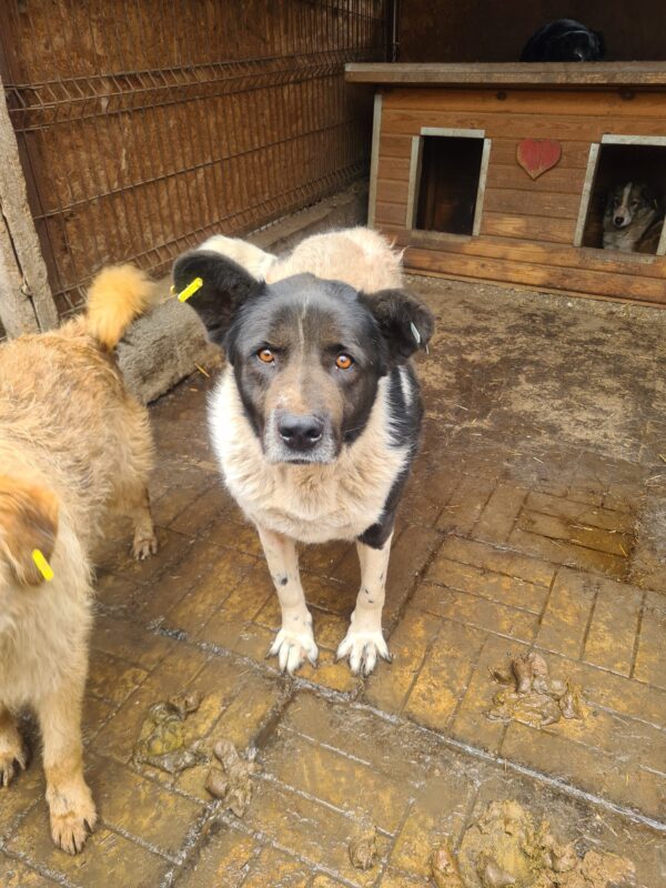BRUCE (♂) - seit mind. 2022 im Shelter – Bild 13