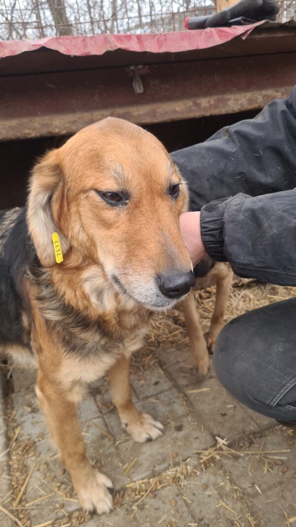 BIJOU - reserviert Tierhilfe Lebenswert DR (05.07.) - vermittelt – Bild 3