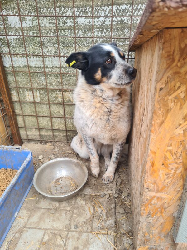 CONNY - vermisst 04/24 – Bild 4