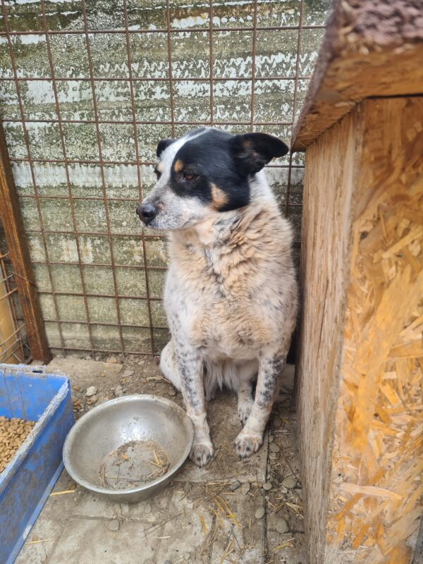 CONNY - vermisst 04/24 – Bild 3