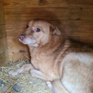 SKYLAR - vermisst 11/24