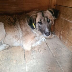 MOON - vermisst 04/2023