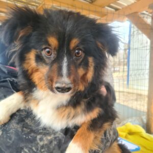 LAYLA - reserviert LS - vermittelt