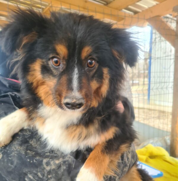 LAYLA - reserviert LS - vermittelt