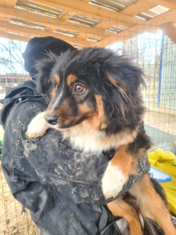 LAYLA - reserviert LS - vermittelt – Bild 2
