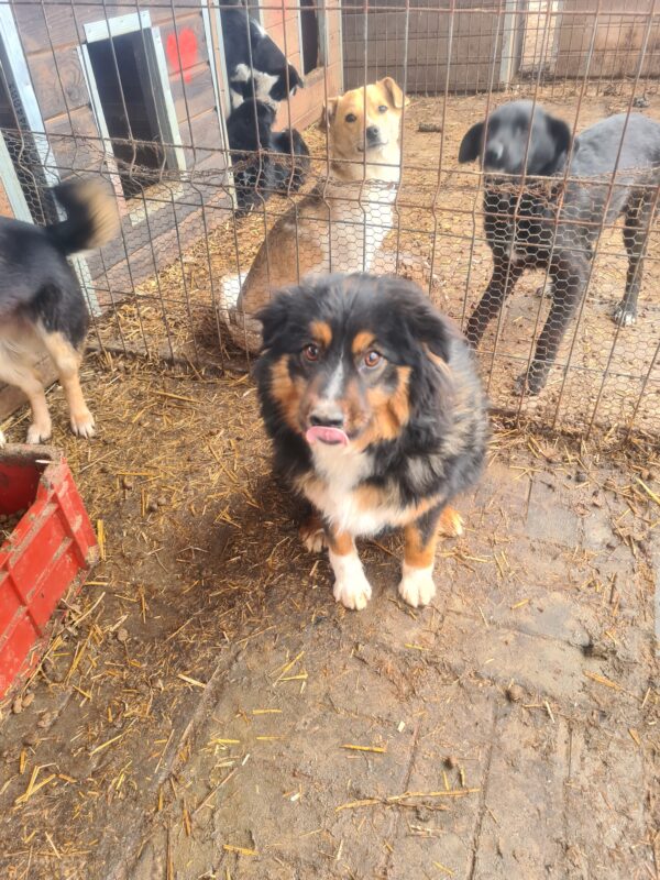 LAYLA - reserviert LS - vermittelt – Bild 3