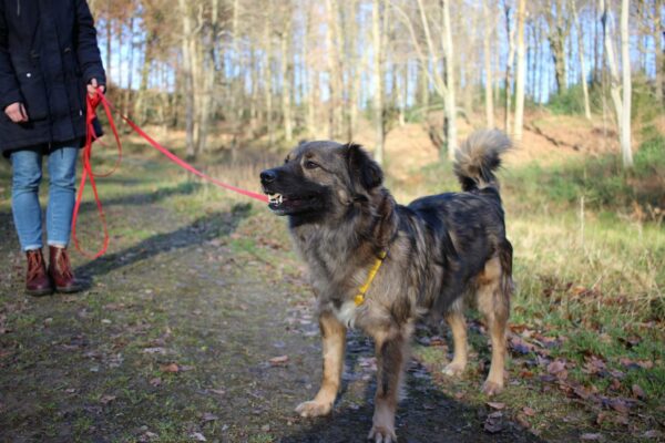 Abraxas in 52064 Aachen *vermittelt* – Bild 8