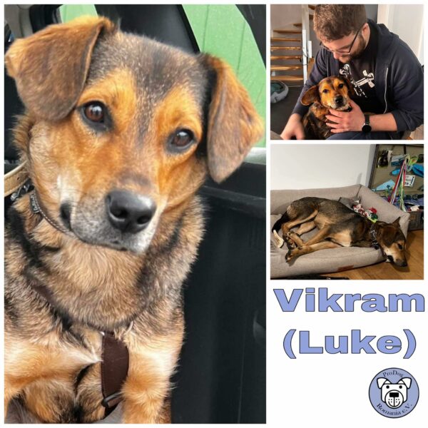 Vikram (Luke) in 25451 Quickborn