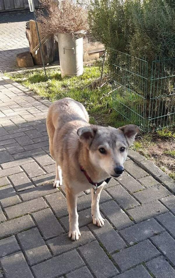 Lalea in 56249 Herschbach *vermittelt* – Bild 7