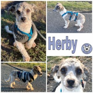 Herby in 18311 Ribnitz Damgarten *vermittelt*