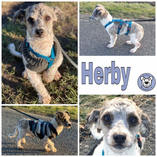 Herby in 18311 Ribnitz Damgarten *vermittelt*