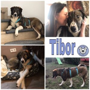 Tibor in 92318 Neumarkt *vermittelt*