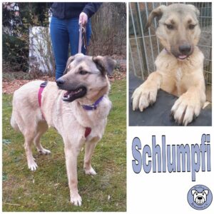 Schlumpfi in 34474 Diemelstadt *vermittelt*
