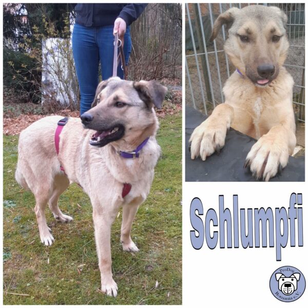 Schlumpfi in 34474 Diemelstadt *vermittelt*