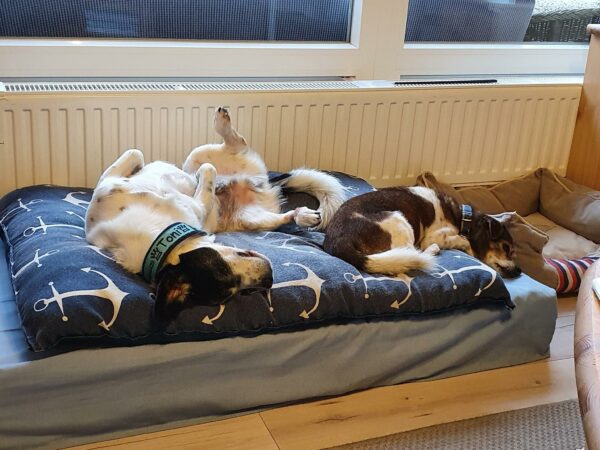 Tilu (♂) in 23730 Schashagen – Bild 2
