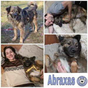 Abraxas in 52064 Aachen *vermittelt*