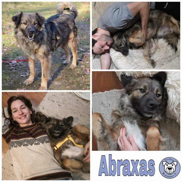 Abraxas in 52064 Aachen *vermittelt*