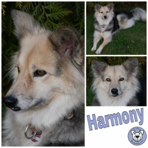 Harmony in 21493 Möhnsen *vermittelt*