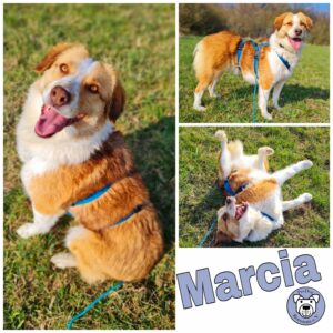Marcia in 64846 Groß-Zimmern *vermittelt*