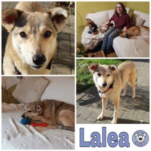 Lalea in 56249 Herschbach *vermittelt*