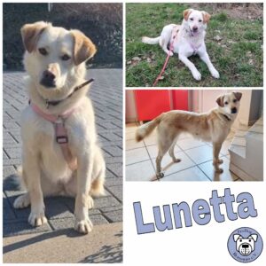 Lunetta in 51580 Reichshof *vermittelt*