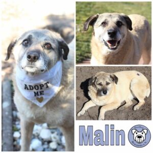 Malin in 96052 Bamberg *vermittelt*
