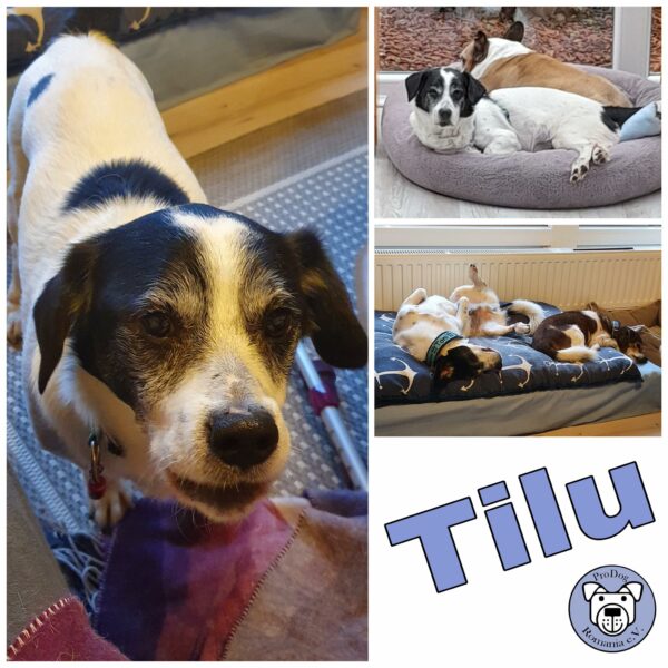 Tilu (♂) in 23730 Schashagen