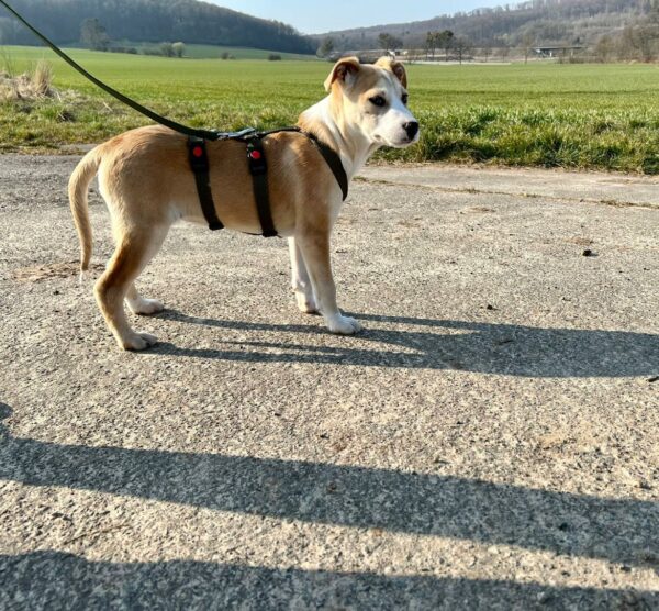 Grit in 37586 Dassel *vermittelt* – Bild 2