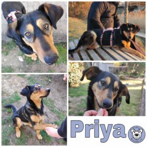 Priya in 92348 Berg b. Neumarkt, Oberpf *vermittelt*