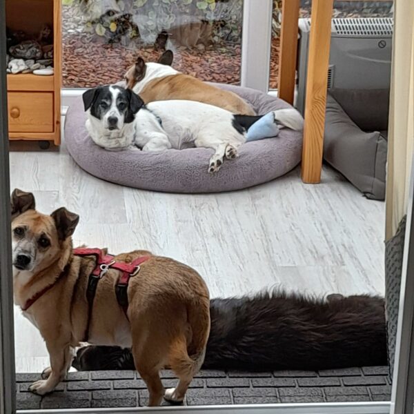 Tilu (♂) in 23730 Schashagen – Bild 4