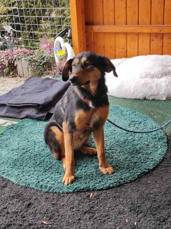Priya in 92348 Berg b. Neumarkt, Oberpf *vermittelt* – Bild 5