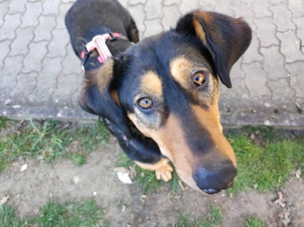 Priya in 92348 Berg b. Neumarkt, Oberpf *vermittelt* – Bild 10