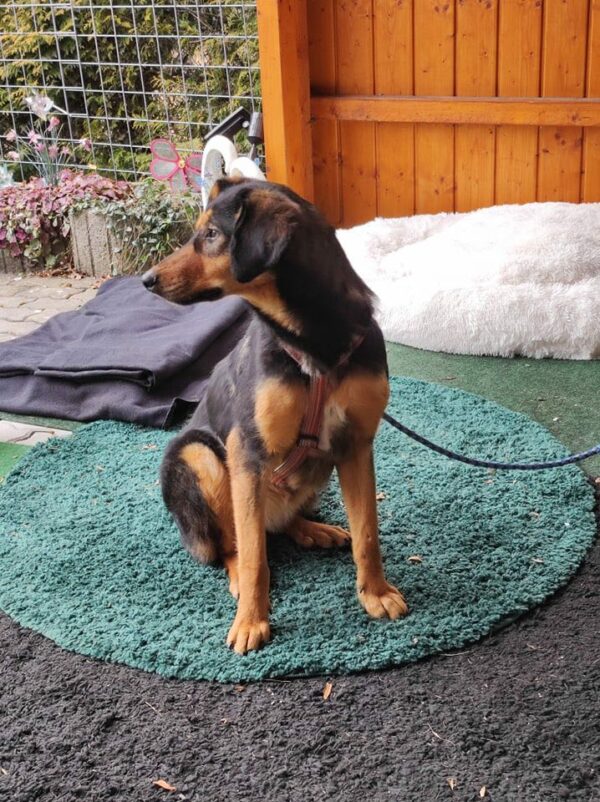 Priya in 92348 Berg b. Neumarkt, Oberpf *vermittelt* – Bild 2