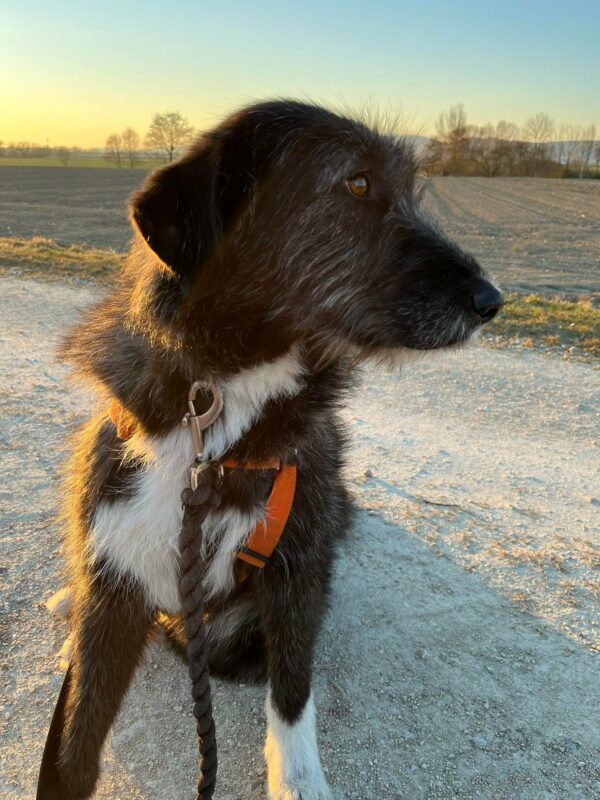 Angi in 93102 Pfatter *vermittelt* – Bild 5