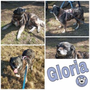 Gloria in 79664 Wehr *vermittelt*