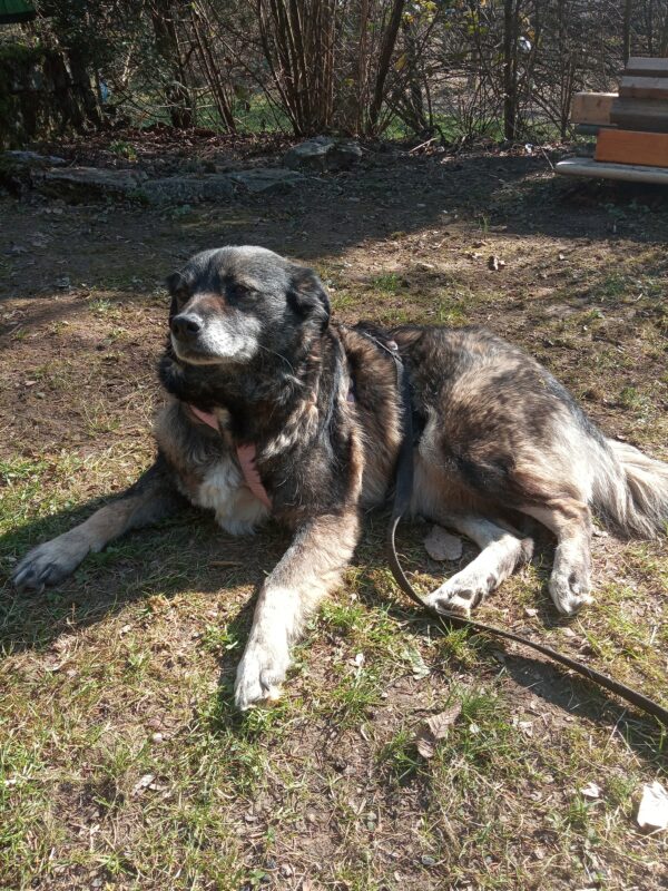 Gloria in 79664 Wehr *vermittelt* – Bild 5