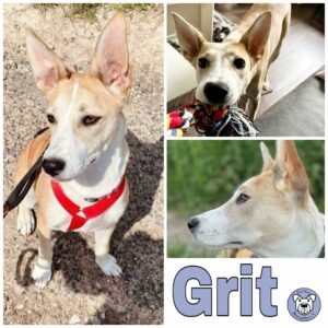 Grit in 37586 Dassel *vermittelt*
