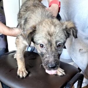 TINA - reserviert Tierhilfe Lebenswert DR (29.03.) - vermittelt